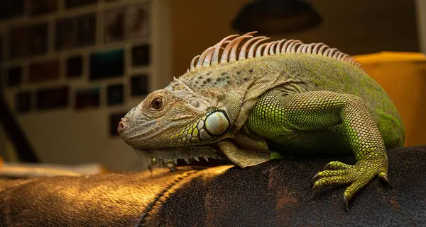 Akşam ışığında kanepedeki odada yeşil bir iguananın portresi.