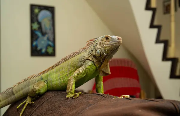 Iguana Verde Sienta Sentada Sofá Una Habitación Luz Del Día —  Fotos de Stock