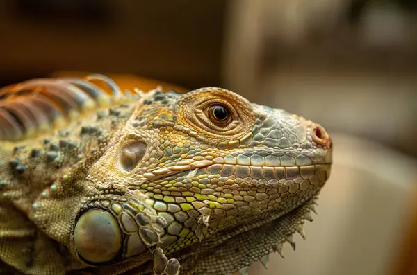 Profilde yeşil bir iguananın portresi 