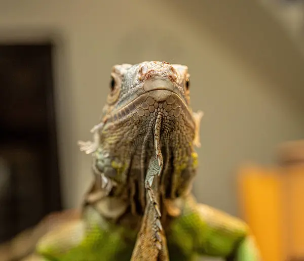 Retrato Una Iguana Verde Mirando Vista Frontal Cámara —  Fotos de Stock
