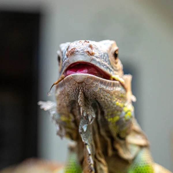 Iguana Verde Mirando Cámara Con Boca Ligeramente Abierta Luz Del —  Fotos de Stock