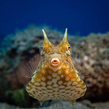 Thornback inek balığı, Lactoria fornasini. Mavi arka planda gündüz çekilmiş yüksek kaliteli bir fotoğraf.