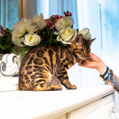 Bir buket gülün yanında oturan Bengal kedisini elle okşar.
