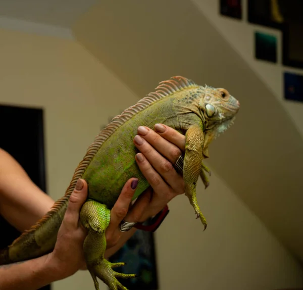 Reptil Manos Humanas Iguana Verde Las Manos Una Mujer Una —  Fotos de Stock