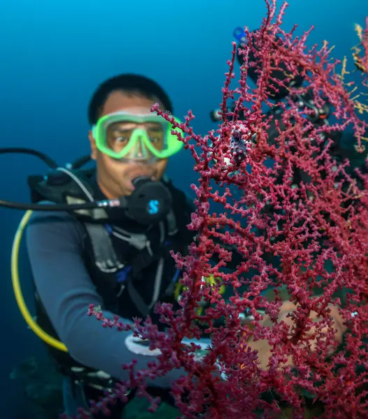 Suyun altındaki kırmızı mercanların arka planında bir dalgıcın portresi. Dalış tesisi. Filipinler. Dalış eğitimi. Sualtı seyahati. Su altı dünyasını keşfediyorum. Turist gezisi