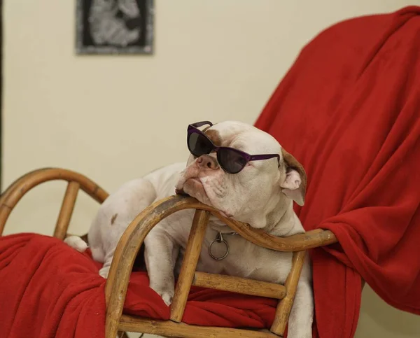 Amerikan Bulldog köpeğinin köpeği güneş gözlüklü bir köpek oturma odasındaki kırmızı bir battaniyenin üzerinde oturuyor.