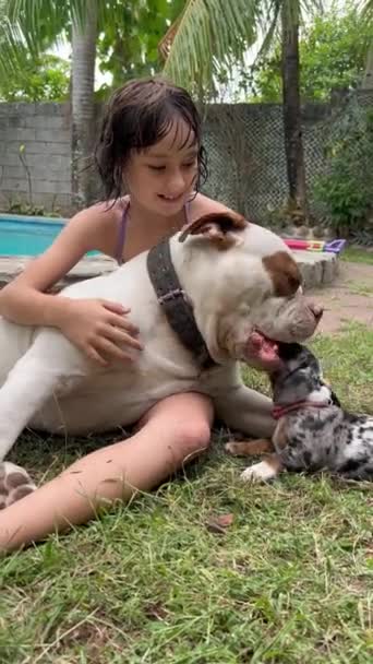 Gadis Bahagia Berusia Tahun Bermain Dengan Anjing Ras Bulldog Amerika — Stok Video