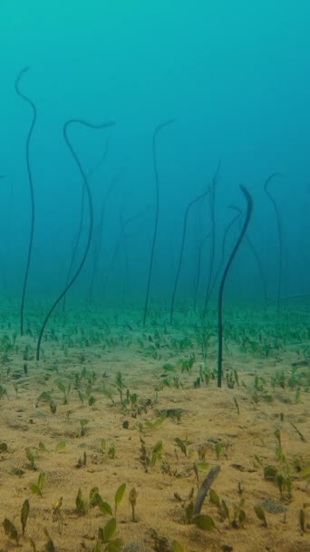 菲律宾热带水域的一群花园鳗鱼的录像 鳗鱼从沙底海景中脱颖而出 — 图库视频影像