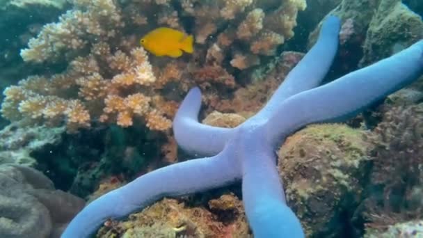 Vidéo Étoile Mer Bleue Gît Sur Fond Marin Dans Récif — Video