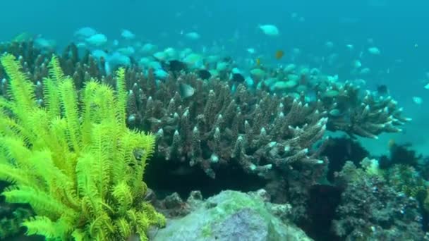 Škola Tyrkysových Tropických Ryb Plave Pozadí Nádherného Korálového Útesu Různé — Stock video