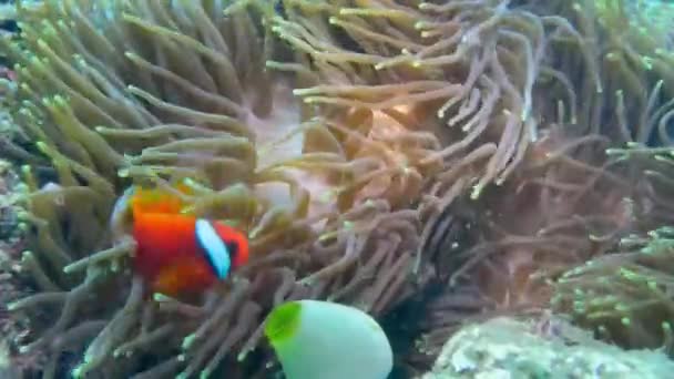 Підводне Відео Підводного Плавання Рифі Морське Життя Немо Тропічна Риба — стокове відео