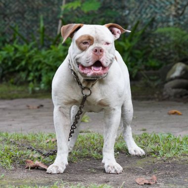 Amerikan Bulldog 'u gündüz vakti dışarıda.