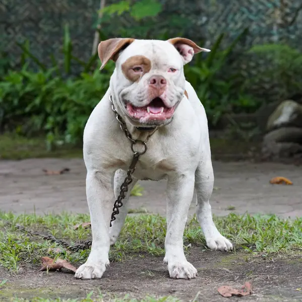 Amerikan Bulldog 'u gündüz vakti dışarıda.