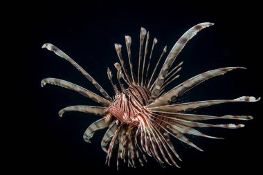 One lionfish on a black background at night by the light of a flashlight. Night dive in the Pacific Ocean. Fauna of the marine reserve. Underwater macro photography clipart