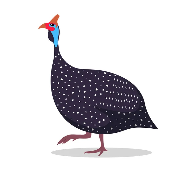 Guinea Fowl Cartoon Flat Illustration Walking Vector — Stock Vector