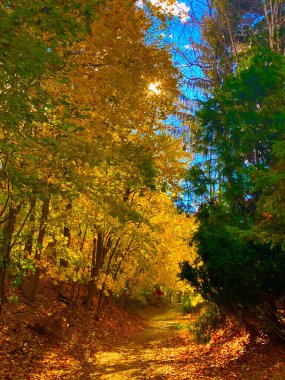 Sarı yapraklı sonbahar ormanı
