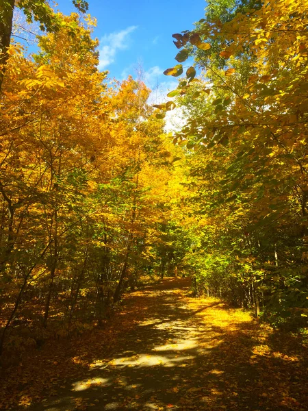 autumn landscape with yellow leaves, fall season, colorful foliage