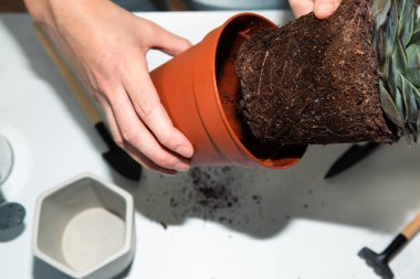 Beyaz masadaki balkona yeşil sulu bir şey nakleden kadın ellerini kapat. Üst görünüm