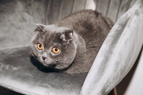 Μια Scottish Fold Γάτα Βρίσκεται Μια Γκρι Καρέκλα Κοντά Στο — Φωτογραφία Αρχείου