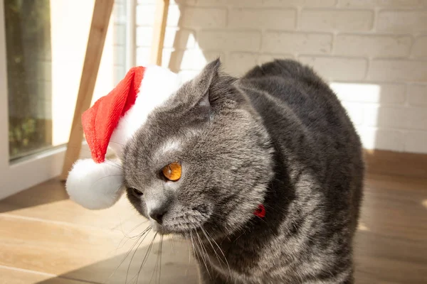 A gray Scottish Fold cat in a Santa hat with big orange eyes is unhappy. Christmas concept, front view