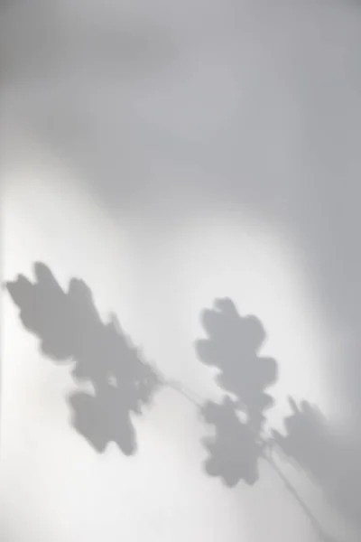 Сіра Стіна Фон Тінями Дубового Листа Гілка Вид Спереду Вибірковий — стокове фото