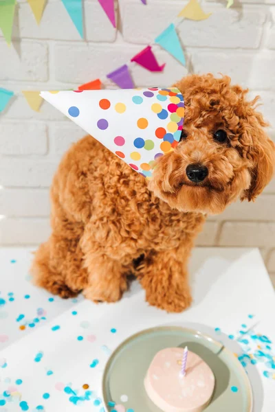 Small Red Poodle Festive Cap White Background Celebrates Birthday Top — Stock Photo, Image