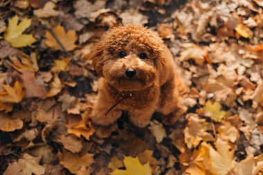 Sonbahar parkında küçük kırmızı bir kaniş sarı akçaağaç yapraklarının üzerinde oturur. Üst görünüm