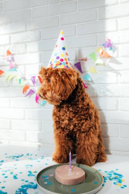 Beyaz arka planda küçük kırmızı bir kaniş bir doğum gününü kutluyor. Ön görünüm