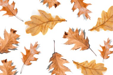 Sonbahar sarı meşe yaprakları ve beyaz arka planda izole edilmiş gölgeler. Düz uzanma deseni