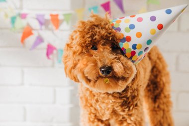 Beyaz arka planda küçük kırmızı bir kaniş bir doğum gününü kutluyor. Ön görünüm