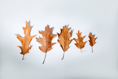 Sonbahar sarısı meşe yaprakları ve beyaz arka planda gölgeler. Düz yatıyordu