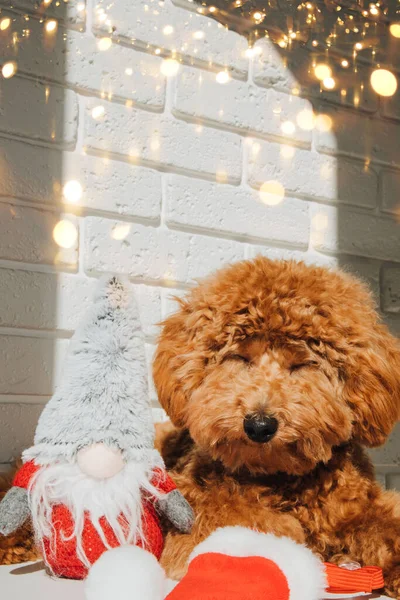 Close Small Ginger Asleep Poodle Dog Santa Suit Lies Sunny — Stock Photo, Image