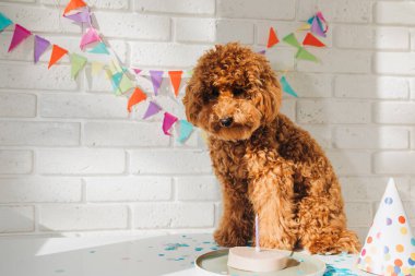 Beyaz arka planda küçük kırmızı bir kaniş bir doğum gününü kutluyor. Ön görünüm