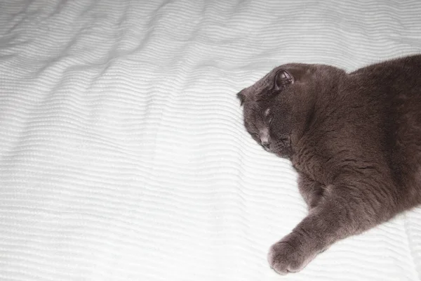 Gato Escocês Fold Cinza Está Deitado Mau Descansando Vista Frontal — Fotografia de Stock