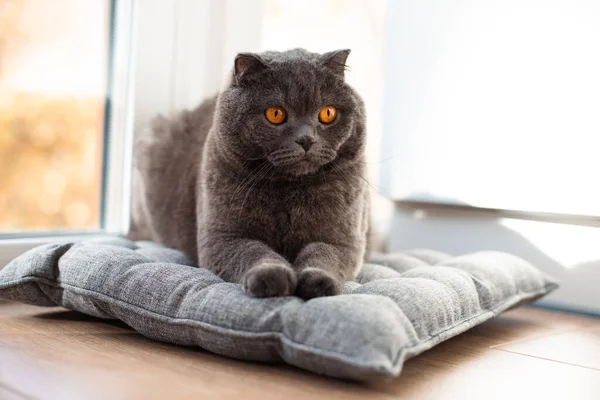 Gato Escocês Fold Cinza Com Olhos Alaranjados Está Travesseiro Cinza — Fotografia de Stock