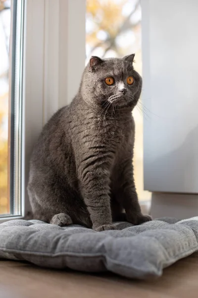 一只长着橙色眼睛的苏格兰灰猫坐在灰色的枕头上 宠物肖像画 — 图库照片