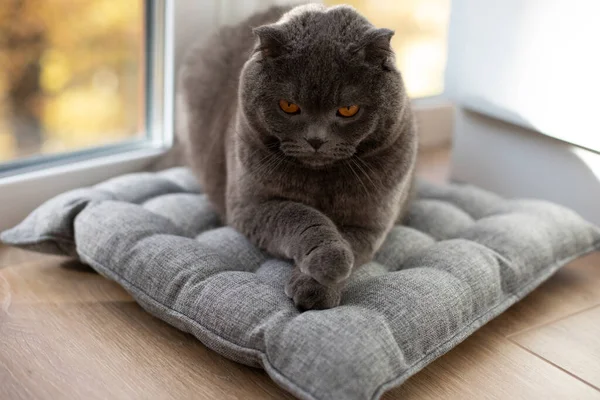一只长着橙色眼睛的苏格兰灰猫躺在灰色的枕头上 宠物肖像画 — 图库照片