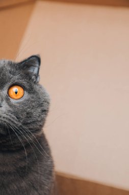 Büyük turuncu gözlü kısa saçlı gri bir kedi kahverengi bir kutuda, yakın planda oturuyor. Bir kedinin yarım yüzü. Ön görünüm