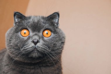 A short-haired gray cat with big orange eyes sits in a brown box, close-up. Front view