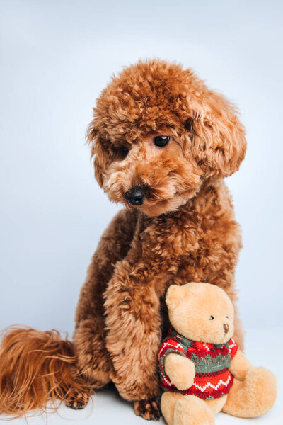 Маленький красивый красный пудель сидит с игрушечным медведем на белом фоне. Вид спереди