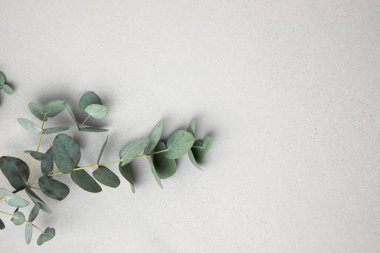 Grey textured concrete background with eucalyptus branchs. Background of light grey concrete for design