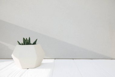 Green succulent on a white wooden table against a gray concrete wall with shadows. Background with flowerpot with copy space for design. Front view