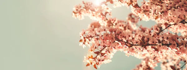 Web banner of blooming branches of pink cherry on a light gray background with sunlight, selective focus