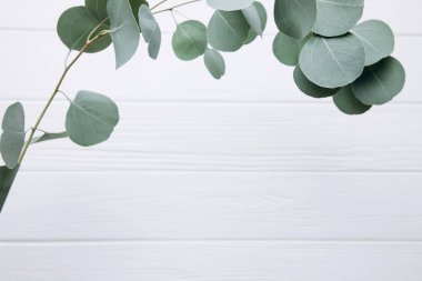 White textured wooden background with eucalyptus branchs. Background of wooden planks for design