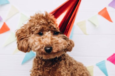 A small red poodle in a festive red cap on a white wooden background celebrates a birthday, close up. Front view