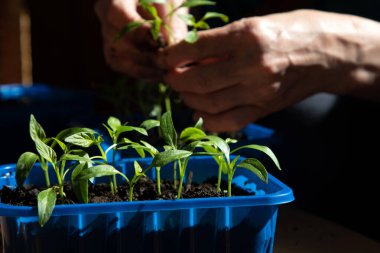Concept of gardening. Female hands are transplanting green seedlings of paper, close-up. Front view