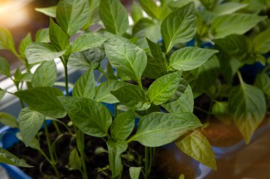 Gardening concept. Green sprouts of seedlings grown from seeds. Seedlings of pepper in a pot with soil. Top view