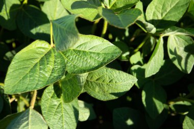 Soybean plants in a field close-up in bright sunlight. Agricultural field with soy. Green background, selective focus