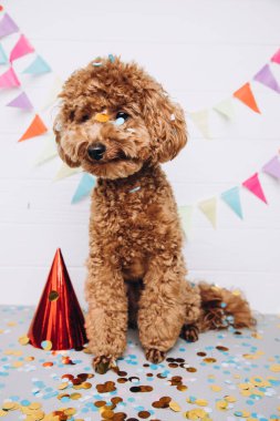 A small red poodle with colorful confetti on a white wooden background celebrates a birthday, close up. Front view