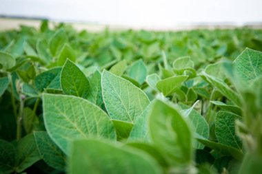 Soybean plants in a field close-up in bright sunlight. Agricultural field with soy. Green background, selective focus